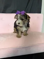 Sweet Parti Girl, a female Yorkshire Terrier for sale in Campbell, TX – 9 of 10