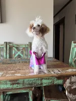 Akc Clear 🧬 Tested Chocolate Phantom Parti 🩷, a female Poodle - Miniature  for sale in Campbell, TX – 6 of 10