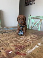 Akc Red Toy Poodle Boy, a male Poodle - Toy  for sale in Campbell, TX – 7 of 10