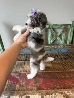 Akc Clear 🧬 Tested Blue Merle Phantom Parti Partial Blue eye, a female Poodle - Miniature  for sale in Campbell, TX – 7 of 10