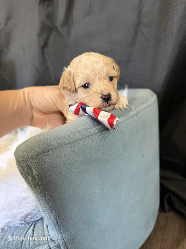 Maltipoo Boy 💙 – Maltipoo puppy for sale in Campbell, TX