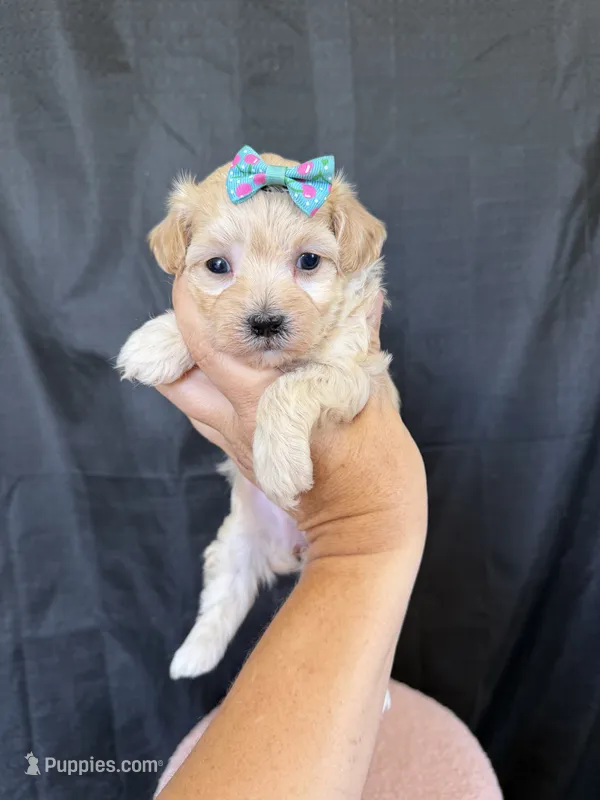 Maltipoo! Girl! Turquoise Bow! 💚 – Maltipoo puppy for sale in Campbell, TX
