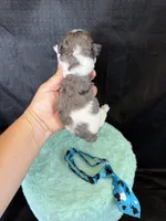 Akc Clear 🧬 tested Blue Merle Phantom Parti Boy Blue Tie, a male Poodle - Miniature  for sale in Campbell, TX – 9 of 10