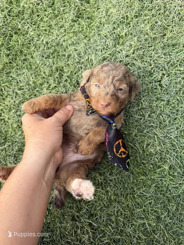 Akc Clear Chocolate Merle Phantom Black Tie – Poodle - Miniature  puppy for sale in Campbell, TX