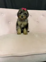 Akc Clear 🧬 Tested Blue Merle Phantom 🩷, a female Poodle - Miniature  for sale in Campbell, TX – 6 of 10