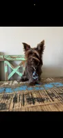 KB Chocolate Boy Rocky, a male Yorkshire Terrier for sale in Campbell, TX – 4 of 9