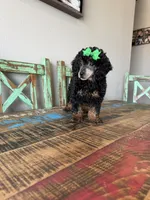Akc Clear 🧬 Tested Black Phantom Girl 🩷, a female Poodle - Miniature  for sale in Campbell, TX – 9 of 10