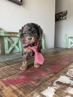 Akc Clear 🧬 Tested Blue Merle Phantom 💙, a male Poodle - Miniature  for sale in Campbell, TX – 2 of 10
