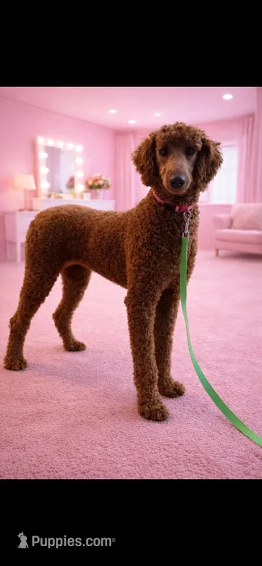 Akc Clear 🧬 Bred the color Red Sophie, a female Poodle - Standard  for sale in Campbell, TX – Photo 1 of 3