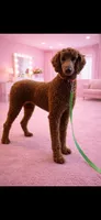 Akc Clear 🧬 Bred the color Red Sophie, a female Poodle - Standard  for sale in Campbell, TX – Photo 1 of 3