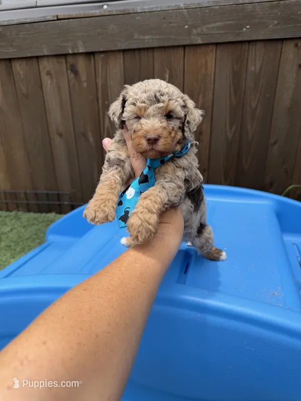 Akc Clear Chocolate Merle Phantom Blue Tie – Poodle - Miniature  puppy for sale in Campbell, TX