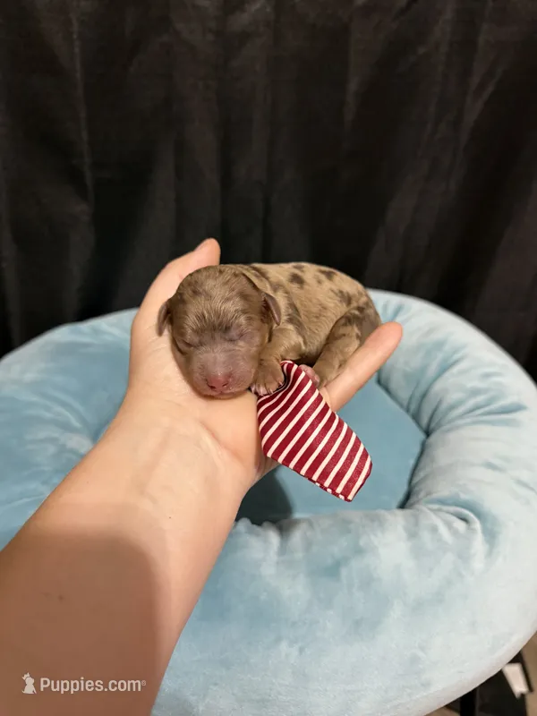Akc Clear Chocolate Merle Phantom Red Tie – Poodle - Miniature  puppy for sale in Campbell, TX
