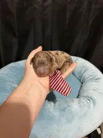 Akc Clear Chocolate Merle Phantom Red Tie, a male Poodle - Miniature  for sale in Campbell, TX – 1 of 10