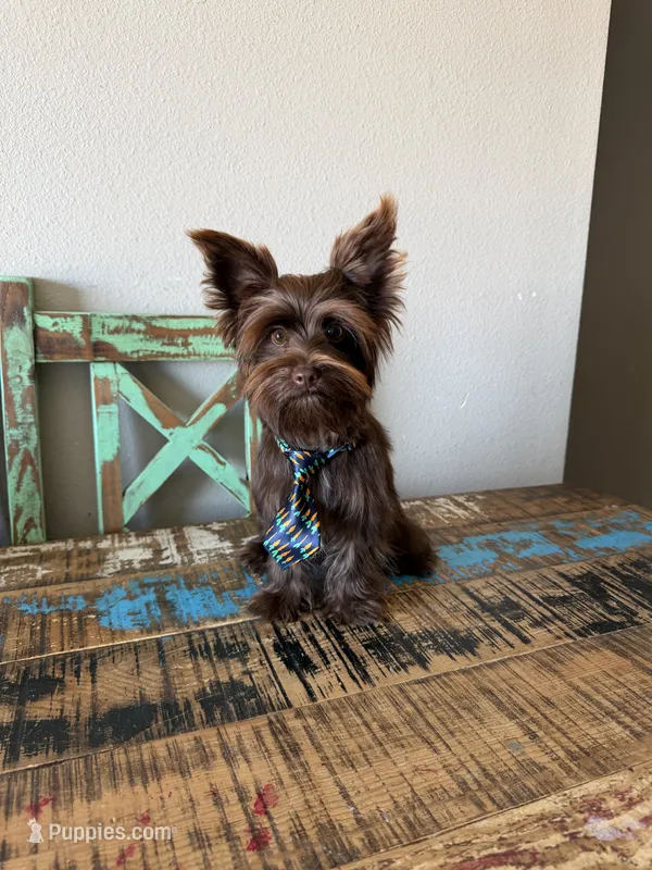 KB Chocolate Boy Rocky – Yorkshire Terrier puppy for sale in Campbell, TX