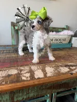 Akc Clear 🧬 Tested Blue Merle Phantom Parti 🩷, a female Poodle - Miniature  for sale in Campbell, TX – 4 of 10