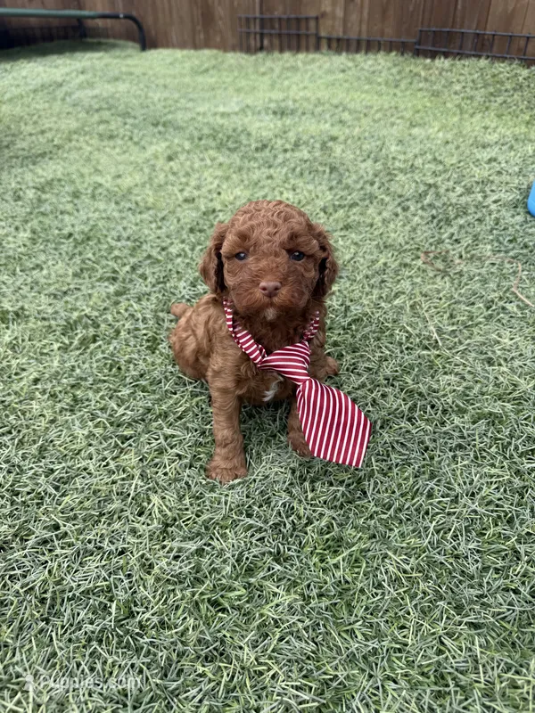 Akc 🧬 Clear Bred the Color Red Boy 💙 – Poodle - Toy  puppy for sale in Campbell, TX