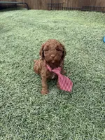 Akc 🧬 Clear Bred the Color Red Boy 💙, a male Poodle - Toy  for sale in Campbell, TX – 1 of 10