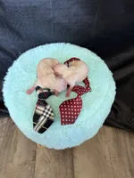 Cali’s Maltipoo Boy! White Tie, a male Maltipoo for sale in Campbell, TX – 2 of 6