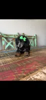 Akc Clear 🧬 Black Phantom Small Mini 🩷, a female Poodle - Miniature  for sale in Campbell, TX – 5 of 9