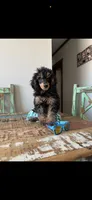 Akc Clear 🧬 Tested Clear Boy 💙, a male Poodle - Miniature  for sale in Campbell, TX – 7 of 10