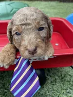 Akc Clear 🧬 Chocolate Phantom Merle, a male Poodle - Miniature  for sale in Campbell, TX – Photo 3 of 10