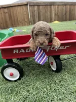 Akc Clear 🧬 Chocolate Phantom Merle, a male Poodle - Miniature  for sale in Campbell, TX – Photo 5 of 10