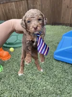 Akc Clear 🧬 Chocolate Phantom Merle, a male Poodle - Miniature  for sale in Campbell, TX – Photo 4 of 10