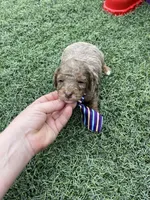 Akc Clear 🧬 Chocolate Phantom Merle, a male Poodle - Miniature  for sale in Campbell, TX – Photo 10 of 10