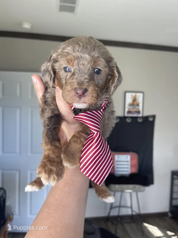 Akc Clear 🧬 Chocolate Phantom Merle – Poodle - Miniature  puppy for sale in Campbell, TX