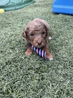 Akc Clear 🧬 Chocolate Phantom Merle, a male Poodle - Miniature  for sale in Campbell, TX – Photo 9 of 10