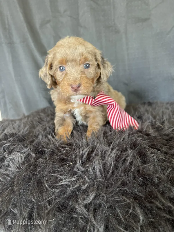 Akc Clear 🧬 Chocolate Phantom Merle – Poodle - Miniature  puppy for sale in Campbell, TX