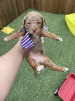 Akc Clear 🧬 Chocolate Phantom Merle, a male Poodle - Miniature  for sale in Campbell, TX – Photo 1 of 10