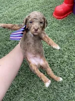 Akc Clear 🧬 Chocolate Phantom Merle, a male Poodle - Miniature  for sale in Campbell, TX – Photo 8 of 10