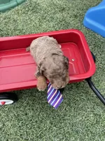 Akc Clear 🧬 Chocolate Phantom Merle, a male Poodle - Miniature  for sale in Campbell, TX – Photo 7 of 10