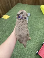 Akc Clear 🧬 Chocolate Phantom Merle, a male Poodle - Miniature  for sale in Campbell, TX – Photo 6 of 10