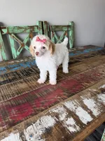 Akc Clear 🧬 Tested Chocolate Phantom Parti 🩷, a female Poodle - Miniature  for sale in Campbell, TX – 5 of 10