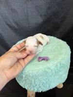 Akc Clear 🧬 tested Chocolate Phantom Parti Girl , a female Poodle - Miniature  for sale in Campbell, TX – 2 of 10