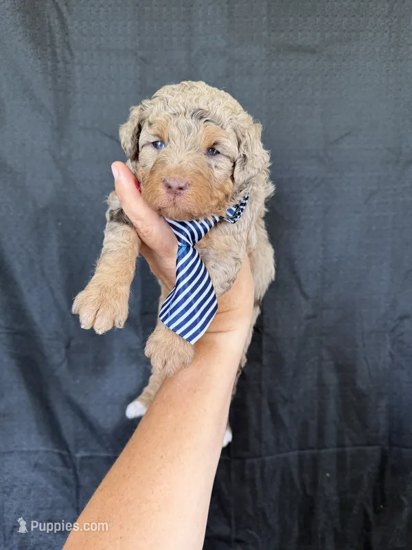 Akc Clear Chocolate Merle Phantom Blue Tie – Poodle - Miniature  puppy for sale in Campbell, TX