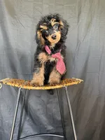 Akc 🧬 Tested Clear Black Phantom Boy 💙, a male Poodle - Miniature  for sale in Campbell, TX – 2 of 10