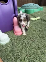Akc Clear 🧬 Tested Blue Merle Phantom Parti Boy- Carries Brown, a male Poodle - Miniature  for sale in Campbell, TX – 4 of 10