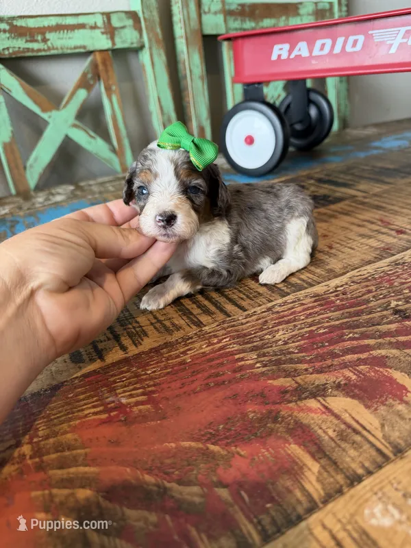 Akc Clear 🧬 tested Blue Merle Phantom Parti Girl – Poodle - Miniature  puppy for sale in Campbell, TX