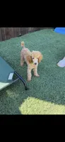Akc Clear 🧬 Tested Red Phantom bb 💙- Small Moyen, a male Poodle - Standard  for sale in Campbell, TX – 4 of 10