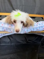 Akc Clear 🧬 Tested Chocolate Phantom Parti 🩷, a female Poodle - Miniature  for sale in Campbell, TX – 2 of 10