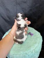 Akc Clear 🧬 tested Blue Merle Phantom Parti Girl Purple Bow, a female Poodle - Miniature  for sale in Campbell, TX – 6 of 10