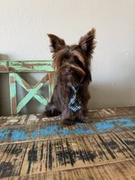 KB Chocolate Boy Rocky, a male Yorkshire Terrier for sale in Campbell, TX – 3 of 9