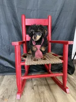 Akc Tiny Black Phantom Boy 💙, a male Poodle - Toy  for sale in Campbell, TX – 8 of 10