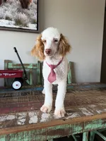 Akc Clear Red bb hidden Merle Parti Boy, a male Poodle - Miniature  for sale in Campbell, TX – 8 of 10