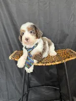 Akc Clear 🧬 Tested Blue Merle Phantom Parti 💙, a male Poodle - Miniature  for sale in Campbell, TX – 2 of 10