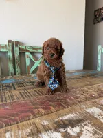 Akc Red Poodle Boy 💙, a male Poodle - Toy  for sale in Campbell, TX – 7 of 10