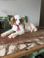 Akc Clear Red bb hidden Merle Parti Boy, a male Poodle - Miniature  for sale in Campbell, TX – 5 of 10